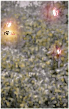 two red and yellow lights in the middle of some green plants with small white dots on them