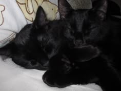 two black cats sleeping on top of each other