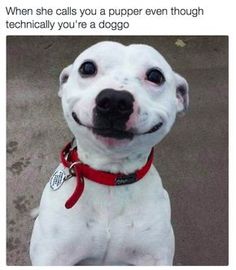 122 Dog Memes That Will Keep You Laughing For Hours | Cute dogs, Animals, Cute animals