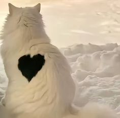 a white cat sitting in the snow with a heart shaped black piece on its back