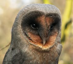 an owl is looking at the camera while standing in front of some trees with no leaves