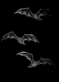Abstract Painting of Bats Flying in the Dark