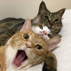two cats laying on top of each other with their mouths open and one cat yawning