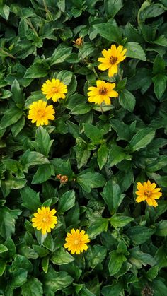 yellow flowers are growing in the middle of some green leaves on a bushy plant