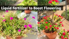 three different types of flowers in pots on a table with the words liquid fertilizer to best flowering