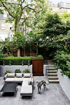 a dog is standing in the middle of a patio with stairs and trees on either side