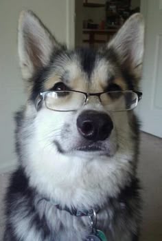 What Animal Matches Your Birth Month? in 2025 | Silly dogs, Dogs, Animals