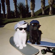 two cats sitting on top of skateboards wearing sunglasses and hats with palm trees in the background
