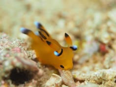 Thecacera pacifica | Sea slug, Cute little animals, Animals