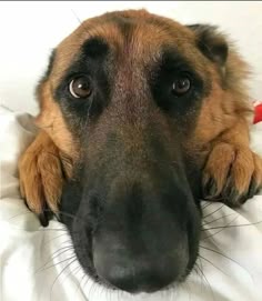 Pin by 🧵 L e a h 🪡🧶 on Special Memories | Blue german shepherd, German shepherd dogs, Shepherd dog