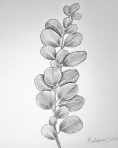 Eucalyptus Leaves Sketch