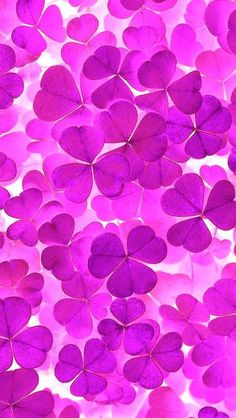 Purple Flower Hearts Wallpaper
