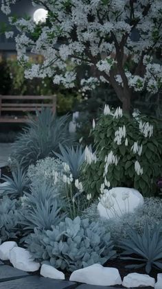 an assortment of plants and rocks in the middle of a garden with white flowers on them