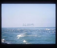 the ocean is full of birds flying in the sky