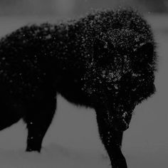 Pin by Melinda Terranova on witchy book in 2025 | Shadow wolf, Werewolf aesthetic, Wolf dog