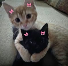 two cats with pink bows on their ears