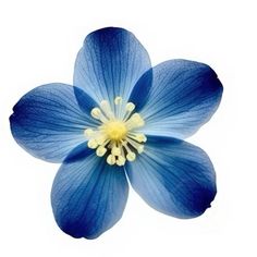 a blue flower with yellow stamens on it's center is photographed against a white background