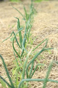 the grass is growing in the middle of the field
