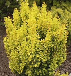 a bush with yellow flowers growing in the dirt