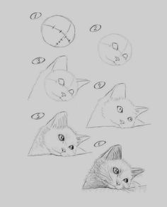 four different types of cats are shown in this drawing technique, including one cat's head