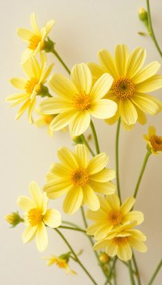 a bunch of yellow flowers on a white background