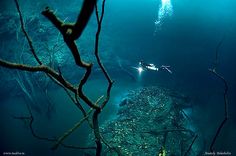 Diving Cenote Angelita, Tulum, Mexico | Underwater river, Under the ocean, Underwater caves