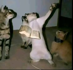 three cats are playing with each other while one cat is holding an open book in the air