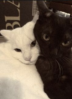 two black and white cats laying next to each other