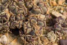 several brown and white plants on the ground with dirt around them, all covered in dirt