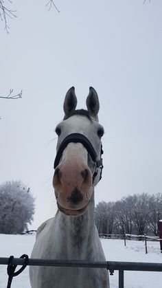 a white horse wearing a bridle looking over a fence in the snow with trees behind it