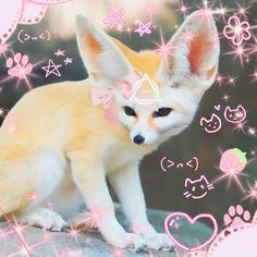 adorbs fennec fox :3 in 2025 | Fennec fox, Fox, Cute animals