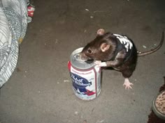 Who wants a #beer we #lunch 😅🍺 | Rats, Cute rats, Pet rats