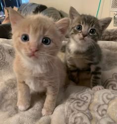 two small kittens sitting on top of a bed next to each other, one looking at the camera