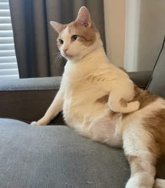Épinglé par praesulee sur สัตว์น่ารัก | Chatons drôles, Chiens et chats mignons, Chats adorables