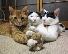 three cats are laying on the floor with their paws up and looking at the camera