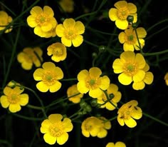 yellow flowers are blooming in the dark