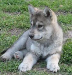 Adorable Gray and White Dog on Green Grass