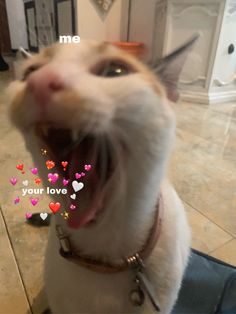 a cat with its mouth open and hearts on it's chest in front of the camera