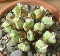 there is a potted plant with flowers in it on the rocks and gravel ground
