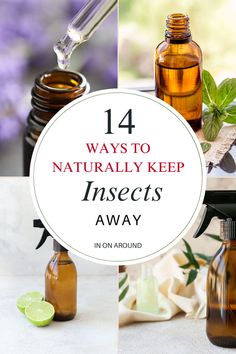 No one likes unexpected pests in, on, or around the house! Ants, roaches, spiders galore – say no more. Here are some more natural pest control remedies for indoors and outdoors (including in your garden). How can you naturally keep pests away from your home? Are there non-toxic alternatives to insecticides (that actually work)? There are many natural methods to deter pests from entering your home! Instead of jumping straight to potentially toxic insecticides, try some of these more natural pest control methods.  #pestcontrol #naturalinsecticide #mosquitos Essential Oils For Pests, Pest Repellent, Natural Insect Repellent, Natural Pest Control For Home, Natural Bug Repellent For Home, Non Toxic Bug Spray For House, Getting Rid Of Crickets, Getting Rid Of Earwigs, Insect Repellent Homemade