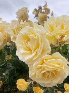 yellow roses are blooming in the garden on a cloudy day with blue sky behind them