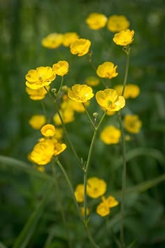 some yellow flowers are growing in the grass