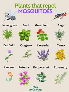 plants that repel mosquitoes are shown in this graphic style, with the names and description
