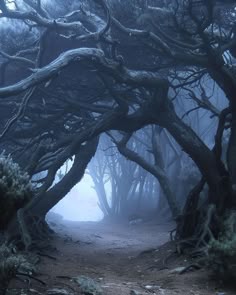 an image of a path in the woods with trees on both sides and foggy sky