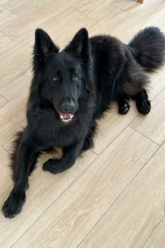 Black German shepherd in 2025 | Black german shepherd puppies, German shepherd puppies training, Black german shepherd