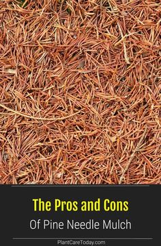 the pros and cons of pine needle mulch