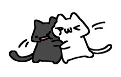 two cats playing with each other on a white background