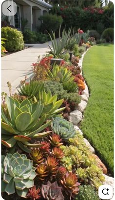 a garden with succulents and other plants in the front yard, along side a house