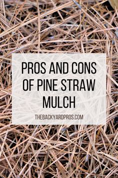 straw with the words pros and cons of pine straw mulch