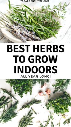 herbs are the best herbs to grow indoors all year long and they're great for cooking